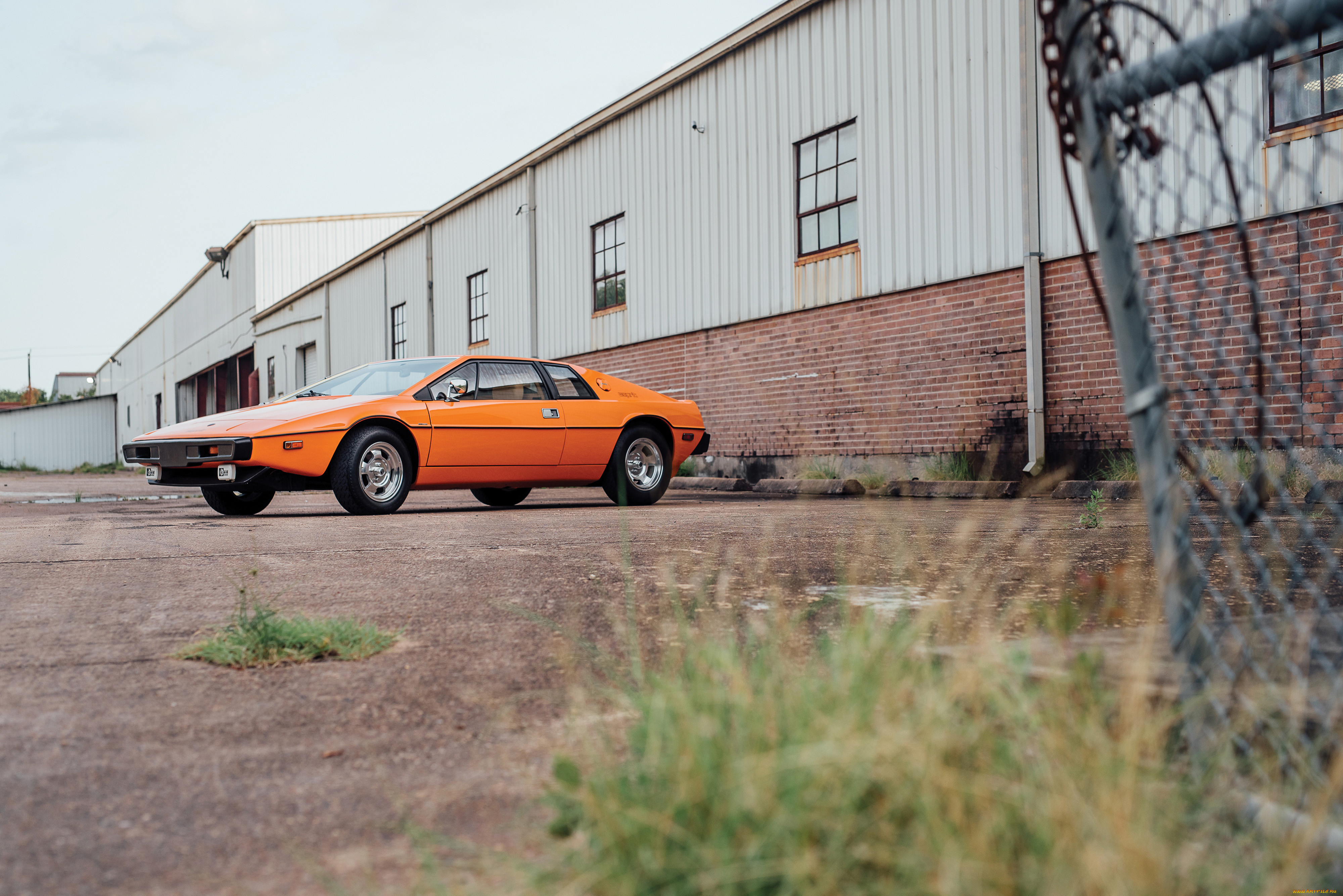 , lotus